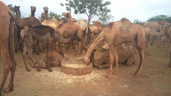 (Photo: People For Animals Hyderabad)