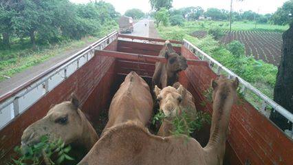 (Photo: People For Animals Hyderabad)
