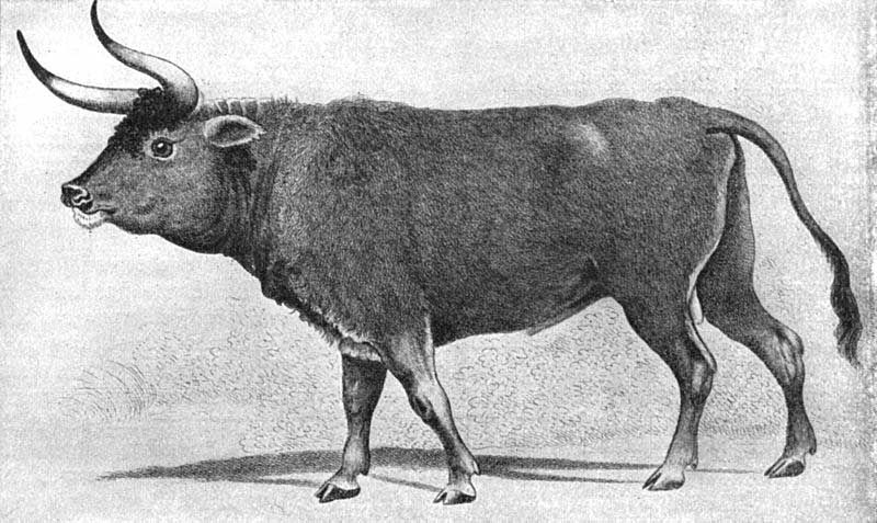 aurochs