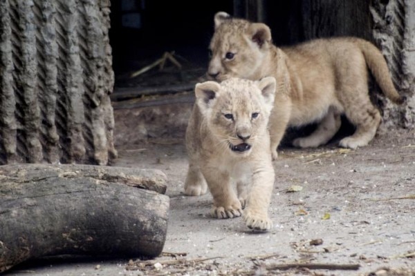 Lion cubs enter a lion enclosure for the first time in Copenhagen Zoo in this July 17, 2013 file photograph provided by Scanpix. Copenhagen Zoo euthanised four healthy lions on March 24, 2014 just a few weeks after putting down and publicly dissecting a young giraffe, causing outrage among animal lovers around the world. The zoo said it had killed a 16-year old male lion, a lioness of around the same age and two younger females after a new male lion arrived on Sunday as part of a programme to renew the zoo's breeding stock. Scanpix could not confirm if the lions in the photo were the ones killed. REUTERS/Mads Nissen/Scanpix (DENMARK - Tags: ANIMALS SOCIETY) FOR EDITORIAL USE ONLY. NOT FOR SALE FOR MARKETING OR ADVERTISING CAMPAIGNS. THIS IMAGE HAS BEEN SUPPLIED BY A THIRD PARTY. IT IS DISTRIBUTED, EXACTLY AS RECEIVED BY REUTERS, AS A SERVICE TO CLIENTS. DENMARK OUT. NO COMMERCIAL OR EDITORIAL SALES IN DENMARK