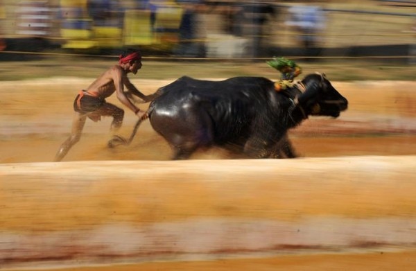 A man races a pair of buffaloes as he participates in Kambala, an annual buffalo race conducted to mark the end of the harvest season at Surathkal town on the outskirts of the southern Indian city of Mangalore January 3, 2015. REUTERS/Abhishek Chinnappa (INDIA - Tags: ANIMALS SOCIETY)