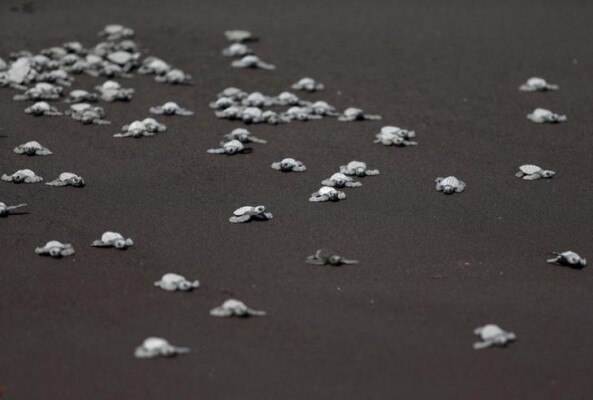 Turtles crawl to the ocean after being released, as part of conservation efforts, on the beach of Puerto Quetzal in Guatemala, November 4, 2015. REUTERS/Jorge Dan Lopez