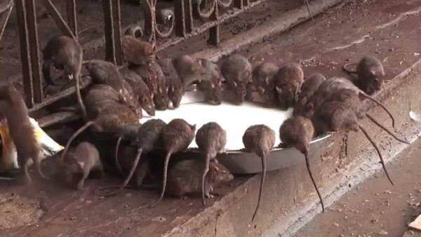 karni mata