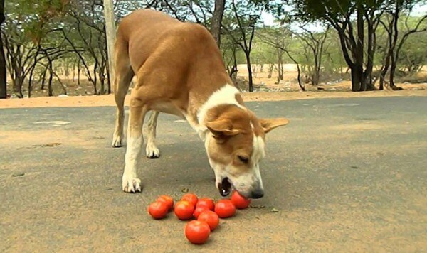 tomato