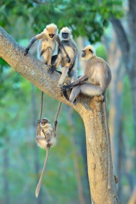 langoor