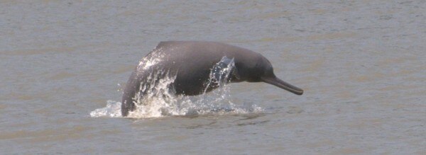 गंगा नदी के अलावा सिंधु नदी में भी डॉल्फिन मिलती हैं. dolphin