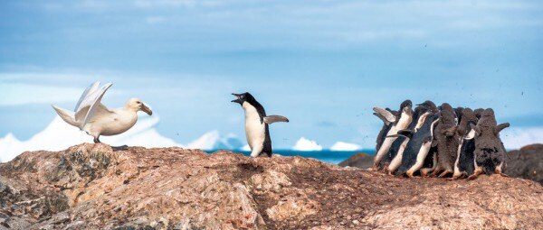 penguin