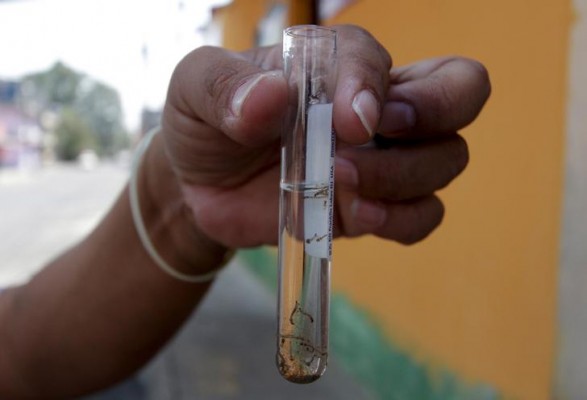 A municipal health worker shows off a test tube with larvae of Zika virus vector, the Aedes aegypti mosquito, as part of the city's efforts to prevent the spread of the Zika, in Guatemala City, Guatemala, February 2, 2016. REUTERS/Josue Decavele A municipal health worker shows off a test tube with larvae of Zika virus vector, the Aedes aegypti mosquito, as part of the city's efforts to prevent the spread of the Zika, in Guatemala City, Guatemala, February 2, 2016. REUTERS/Josue Decavele
