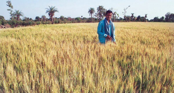 'कल्याण सोना' गेहूं की वही किस्म है जो आज खेतों में देखने को मिलती है.