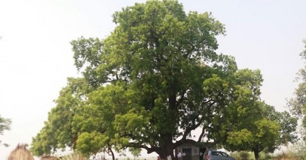नीम का वही पेड़