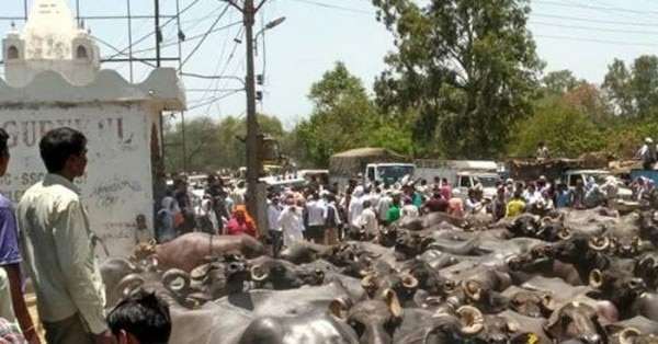 पुलिस से बचने के लिए किसानों ने इस तरह भैंसों को सड़क पर छोड़ दिया था