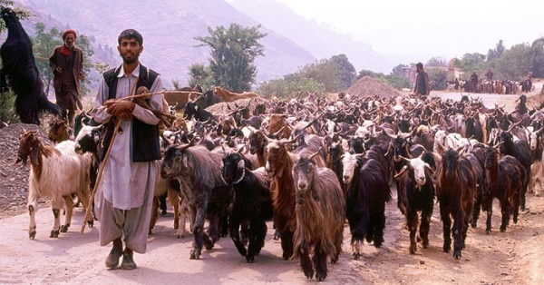 कश्मीरी चरवाहे (सांकेतिक तस्वीर)