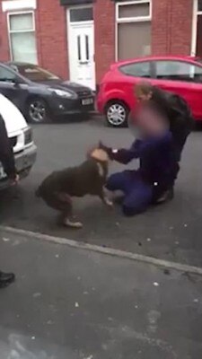 dog