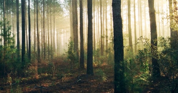 forest