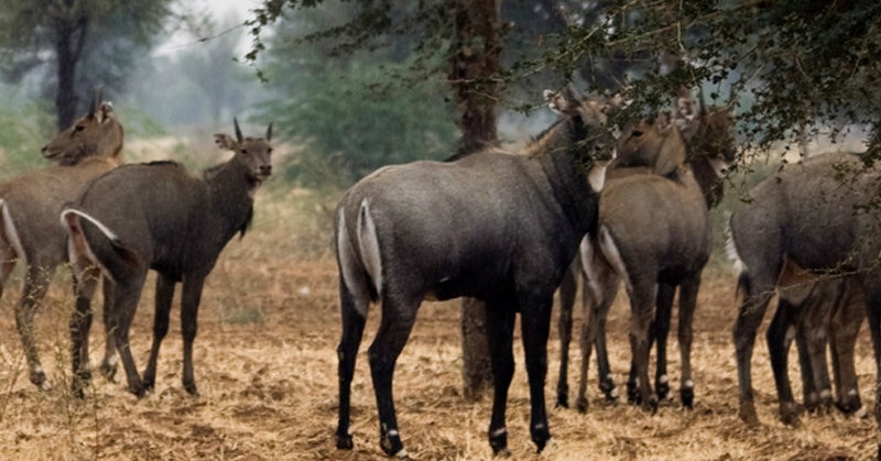 नीलगाय को निल करना है तो सैमसंग वाले ही कुछ करें