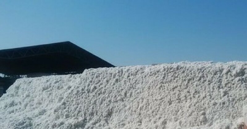 Cotton