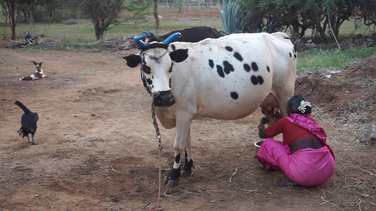 cow 3
