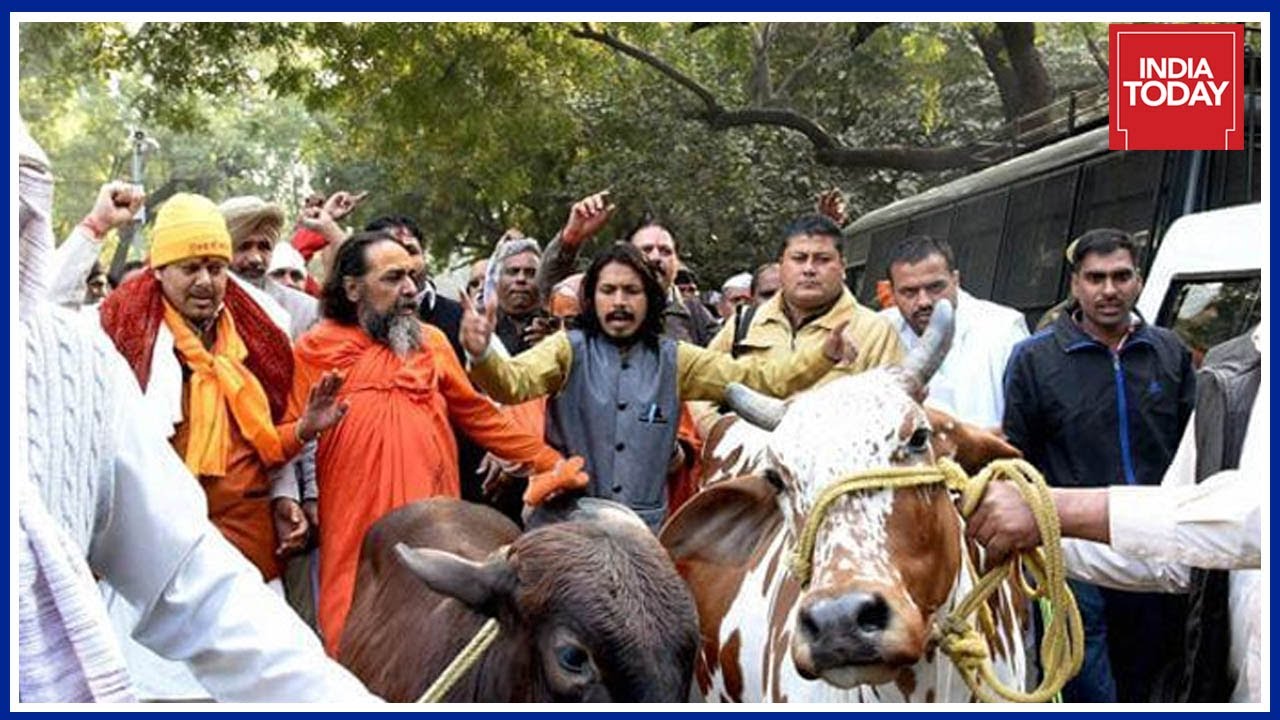 cow 5