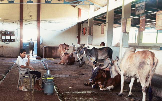 cow4