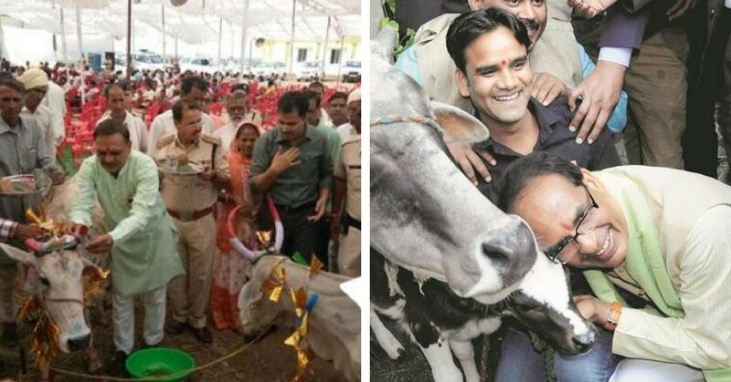 cow bjp cm