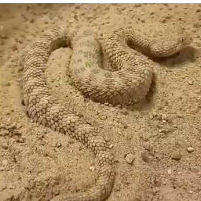 रेगिस्तान में पाए जाने वाला ख़तरनाक पीवणा सांप.