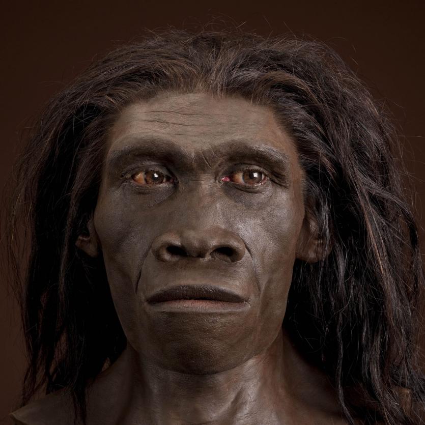 होमो इरेक्टस. बंदर से होमो सेपियंस के बीच का इंसान. (फोटोः http://humanorigins.si.edu)
