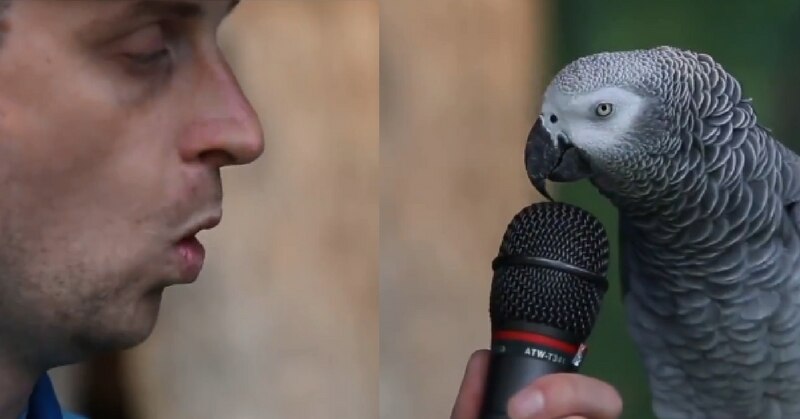 à¤à¤¸ à¤¤ à¤¤ à¤ à¤ à¤°à¤¸ à¤¤ à¤¨ à¤¦ à¤ à¤ à¤¤ à¤ à¤¦ à¤ à¤ª à¤ªà¤ à¤¸à¤®à¤ à¤ video of social media celebrity ross smith with a parrot went viral à¤à¤¸ à¤¤ à¤¤ à¤ à¤ à¤°à¤¸ à¤¤ à¤¨ à¤¦ à¤ à¤ à¤¤ à¤ à¤¦ à¤ à¤ª à¤ªà¤ à¤¸à¤®à¤ à¤ video of social media celebrity ross smith with a parrot went viral