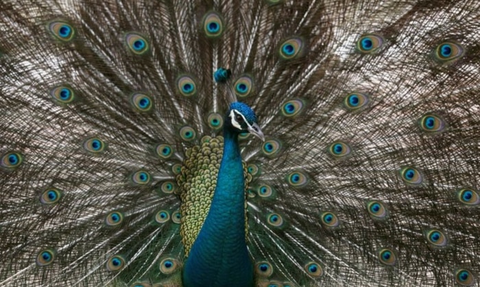 भारत की राष्ट्रीय पक्षी है मोर. peacock