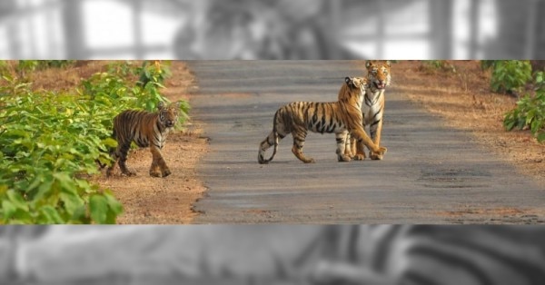 सतकोसिया टाइगर रिज़र्व (तस्वीर: ओडिशा टूरिज़्म)