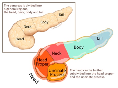 Image Courtesy: http://pathology.jhu.edu