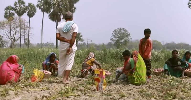 बारिश नहीं होने की वजह से आलू की फसल बहुत खराब हुई है. (फोटो: दी लल्लनटॉप)