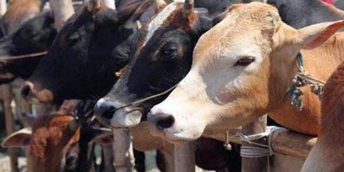 गोशाला संचालक ने आरोपी राजकुमार को रंगेहाथ पकड़ लिया. (प्रतीकात्मक तस्वीर )