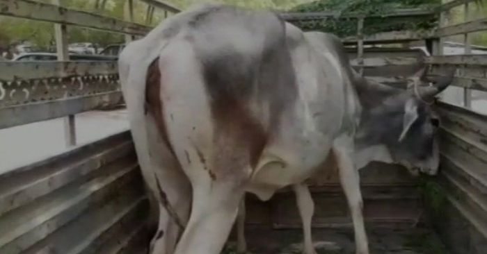 यह पता लगाने के लिए गाय किसकी है. जज साहब ने गाय को ही कोर्ट बुला लिया.