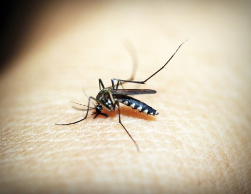 तस्वीर- Pixabay से साभार Mosquito