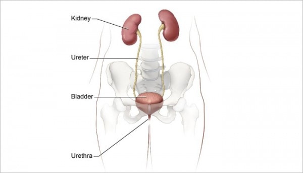 Urinary System 750x555