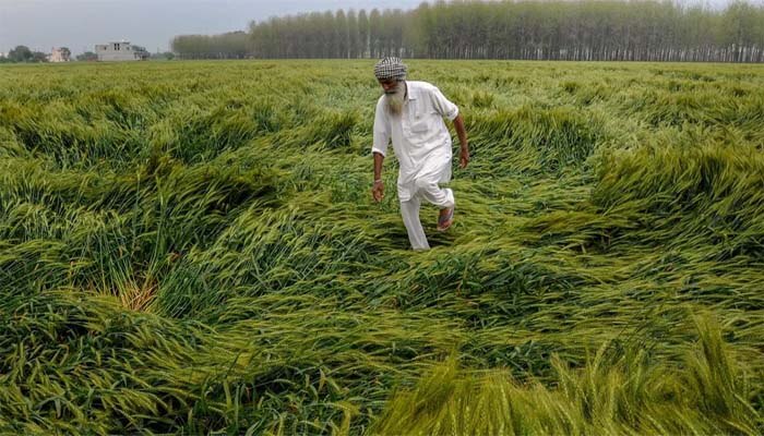 फसल बीमा योजना लागू का मकसद किसानों को आर्थिक मदद देना था. फसल बीमा योजना लागू का मकसद किसानों को आर्थिक मदद देना था.