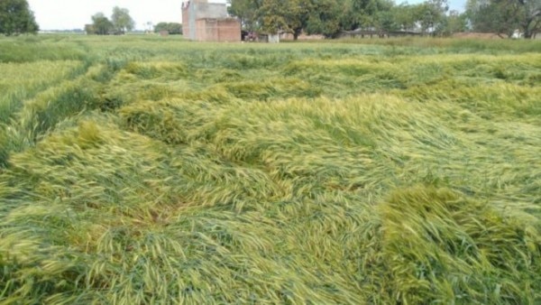 बारिश और ओले पड़ने की वजह से ख़राब हुई फसल Corona Diaries Wheat Crops Destroyed