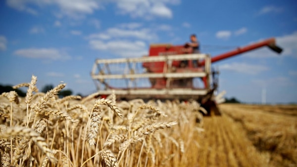 (फोटो- रॉयटर्स) Indian Wheat Farmers