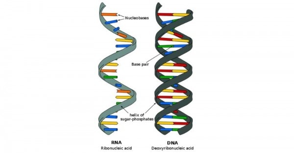 RNA में एक पट्टी होती है, DNA में दो पट्टियां लिपटी होती हैं. (विकिमाीडिया) RNA में एक पट्टी होती है, DNA में दो पट्टियां लिपटी होती हैं. (विकिमाीडिया)