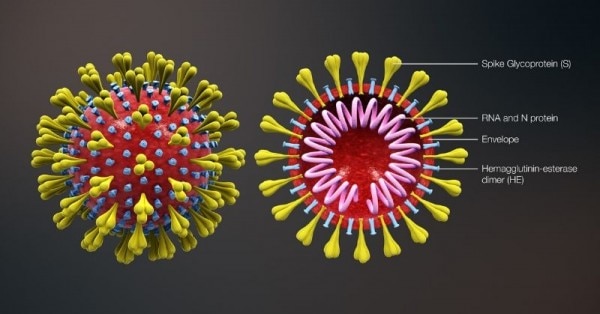 कोरोना वायरस का स्ट्रक्चर. देखिए प्रेटीन लेयर और RNA यानी जेनेटिक मटेरियल को ध्यान से देखिए. (विकिमीडिया) कोरोना वायरस का स्ट्रक्चर. देखिए प्रेटीन लेयर और RNA यानी जेनेटिक मटेरियल को ध्यान से देखिए. (विकिमीडिया)