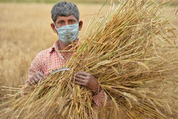 इस बार बे मौसम बारिश से भी किसानों को दिक्कत हुई है. (प्रतीकात्मक फोटो-पीटीआई) इस बार बे मौसम बारिश से भी किसानों को दिक्कत हुई है. (प्रतीकात्मक फोटो-पीटीआई)