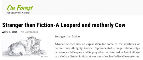 गाय और तेंदुए की प्रेम कहानी के पीछे का किस्सा.