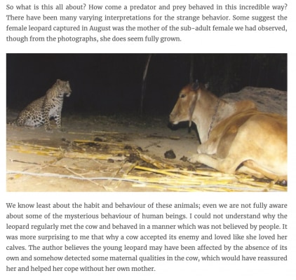 तेंदुए और गाय के इस अनोखे रिश्ते की वजह को लेकर कई कयास लगाए गए.