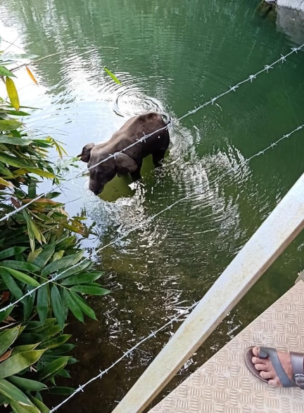 अधिकारियों के काफ़ी कोशिश करने के बाद भी हथिनी पानी के बाहर नहीं आई (तस्वीर फ़ेसबुक) अधिकारियों के काफ़ी कोशिश करने के बाद भी हथिनी पानी के बाहर नहीं आई (तस्वीर फ़ेसबुक)