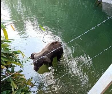 Elephant3 Elephant3