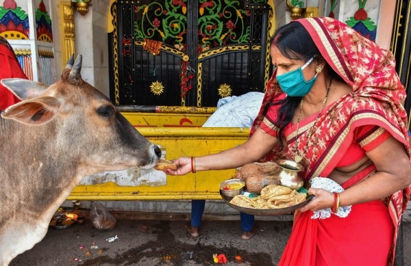 हिन्दू धर्म में गाय की पूजा होती है. (फोटो-पीटीआई) हिन्दू धर्म में गाय की पूजा होती है. (फोटो-पीटीआई)