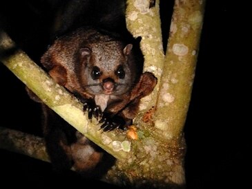 उड़ने वाली गिलहरी. (तस्वीर: विकिमीडिया) Squirrel India Wiki