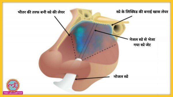 नेजल स्प्रे में डिलीवरी के खास तरीके से नाक के भीतर लिक्विड की ऐसी लेयर बनेगी जिसमें वायरल चिपक जाएंगे.( फोटो - www.birmingham.ac.uk) Sale(491)