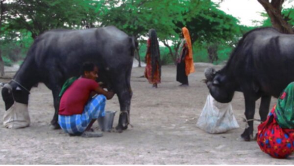 बन्नी भैंस रात में खुद चरकर वापस अपने मालिकों के पास पहुंच जाती है. (फोटो- डॉक्टर केपी सिंह) Banni Buffalo (2)