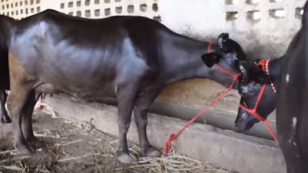 बन्नी भैंस के सींग अंदर की तरफ से घूमे हुए होते हैं. (फोटो- वीडियो स्क्रीनशॉट) Banni Buffalo (3)